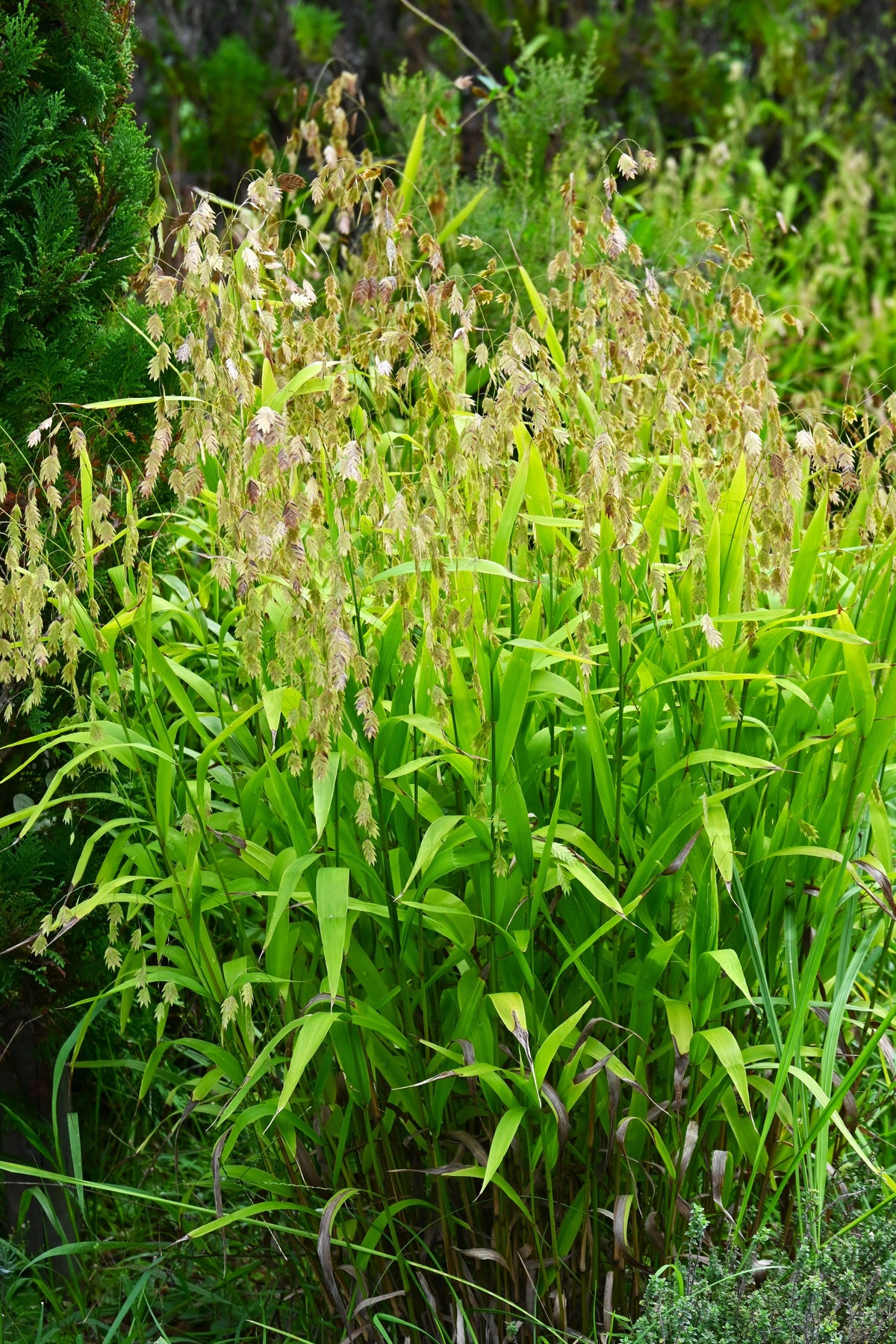 River Oats Seeds – (Northern Sea Oats / Inland Oats) Ornamental Uniola Latifolia Grass – photo 3