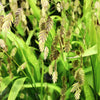 River Oats Seeds – (Northern Sea Oats / Inland Oats) Ornamental Uniola Latifolia Grass – photo 2