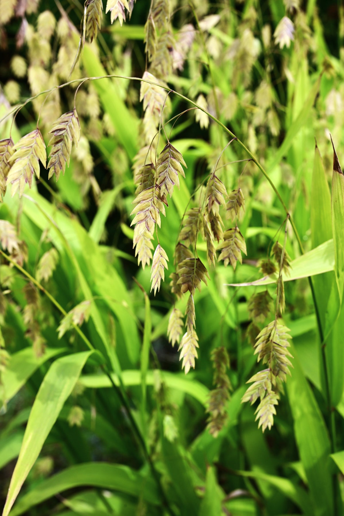 River Oats Seeds – (Northern Sea Oats / Inland Oats) Ornamental Uniola Latifolia Grass – photo 2