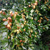 1 NUTMEG TREE Seed Myristica Fragrans Pala MACE Fruit Nut Pumpkin Pie Spice