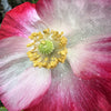 Pink & White Poppy Papaver Somniferum Flower Seeds – photo 14