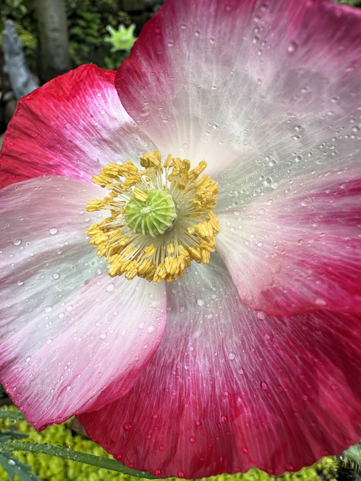 Pink & White Poppy Papaver Somniferum Flower Seeds – photo 14
