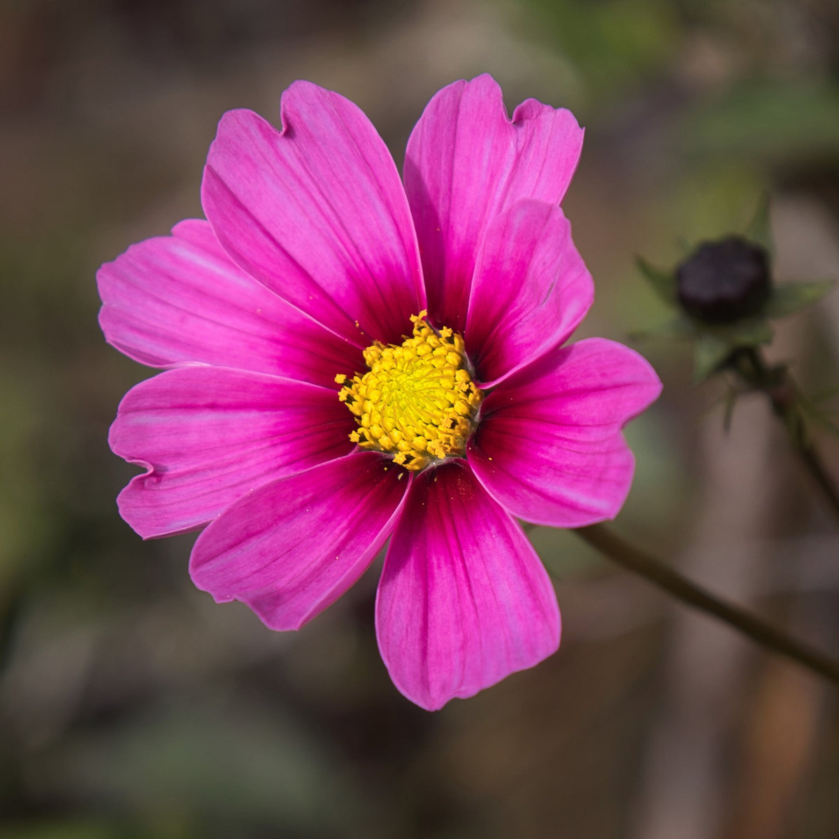 Pink Cosmos Radiance Seeds – Bipinnatus Flower – photo 4