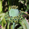 100 HENS and CHICKS Poppy Hens & Chickens Breadseed Lettuce Leaf Papaver Somniferum Flower Seeds