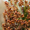 M81E Sorghum Seeds – Light Amber Syrup Bicolor Vegetable Grain – photo 3