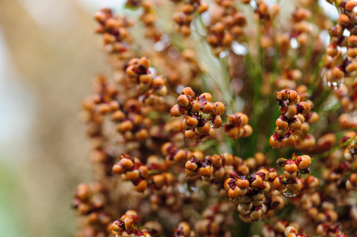 M81E Sorghum Seeds – Light Amber Syrup Bicolor Vegetable Grain – photo 3