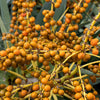 Dragon Tree Seeds – Dracaena Draco Canary Island Drago Blood Asparagus Yucca Evergreen Succulent Houseplant – photo 10