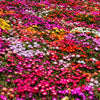 Mixed Colors Ice Plant ( Mesembryanthemum Daisy / Livingstone Daisy ) Dorotheanthus Bellidiformis Flower Seeds – photo 4