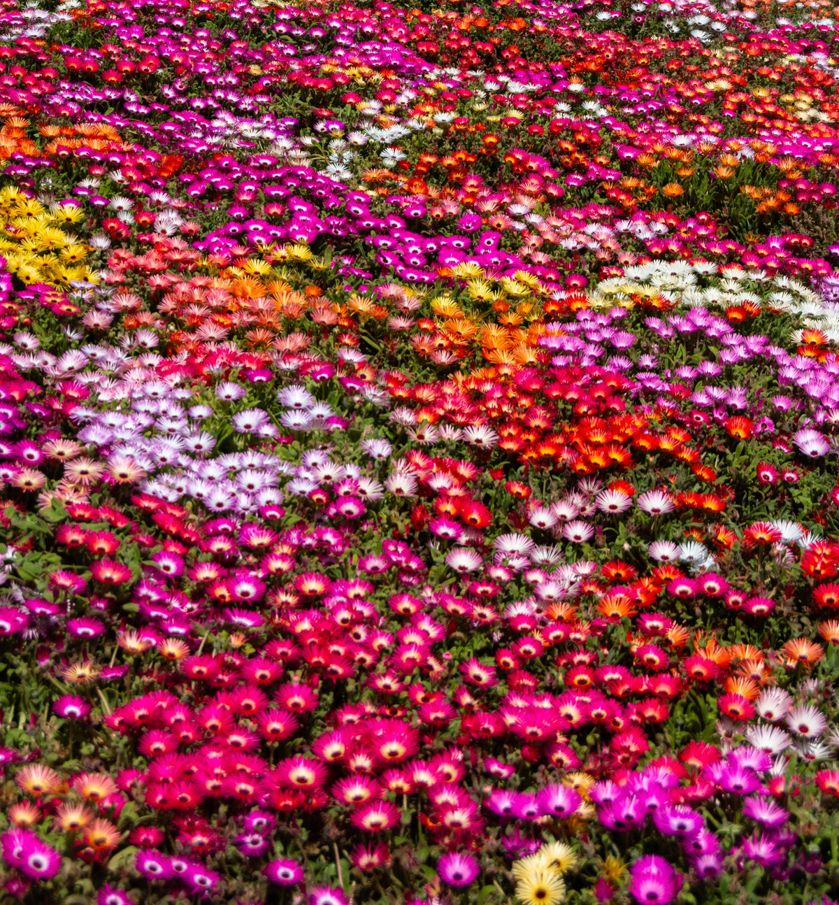 Mixed Colors Ice Plant ( Mesembryanthemum Daisy / Livingstone Daisy ) Dorotheanthus Bellidiformis Flower Seeds – photo 4