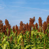 Della Sorghum Seeds – Bicolor Syrup Flour Grain Vegetable – photo 4