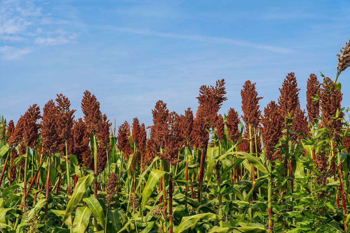 Della Sorghum Seeds – Bicolor Syrup Flour Grain Vegetable – photo 4