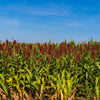 Della Sorghum Seeds – Bicolor Syrup Flour Grain Vegetable – photo 5