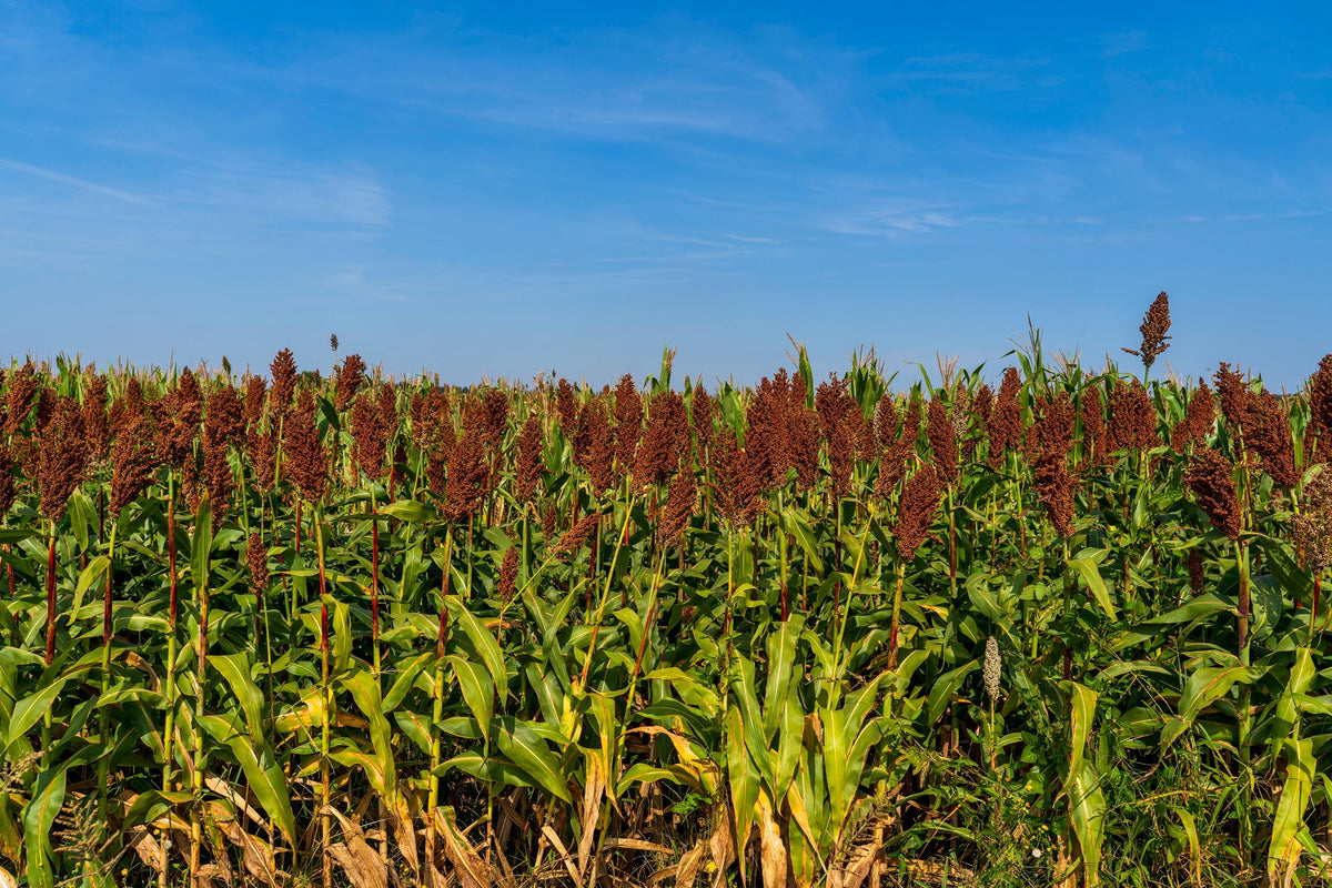 Della Sorghum Seeds – Bicolor Syrup Flour Grain Vegetable – photo 5