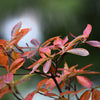 5 DWARF RUSSIAN ALMOND Prunus Tenella Rose Red Pink Fragrant Flower Shrub Seeds