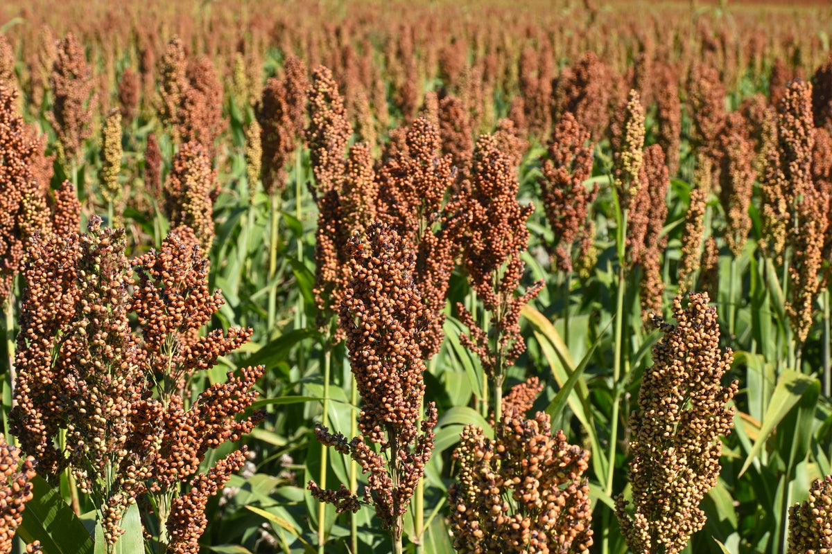 Dale Sorghum Seeds – Bicolor Syrup Flour Grain Vegetable