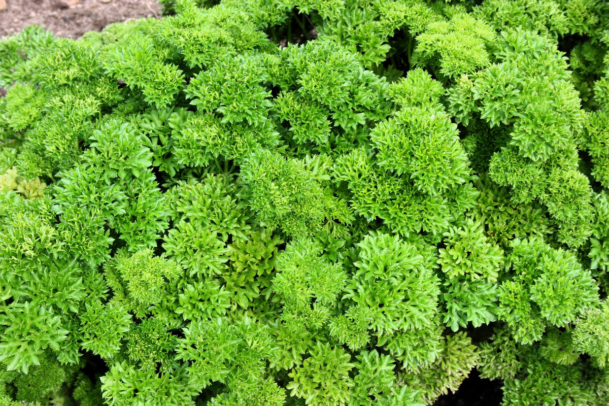 Forest Green Parsley Seeds – Petroselinum Crispum Double Triple Curl Vegetable