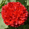 Giant Double Red Peony Poppy Seeds – Papaver Peoniflorum Flower – photo 3