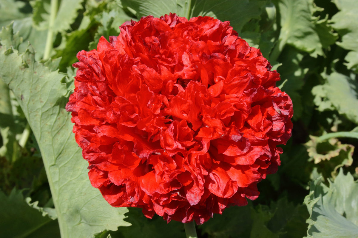 Giant Double Red Peony Poppy Seeds – Papaver Peoniflorum Flower – photo 3