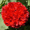 Organic Peony Poppy Mix Seeds – Papaver Paeoniflorum Mixed Colors Red, White, Pink, Black, Purple, Salmon – photo 9