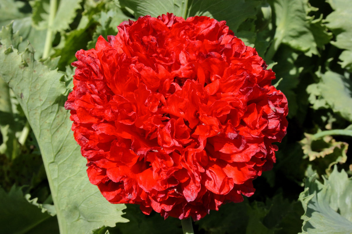 Organic Peony Poppy Mix Seeds – Papaver Paeoniflorum Mixed Colors Red, White, Pink, Black, Purple, Salmon – photo 9