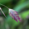 River Oats Seeds – (Northern Sea Oats / Inland Oats) Ornamental Uniola Latifolia Grass – photo 5