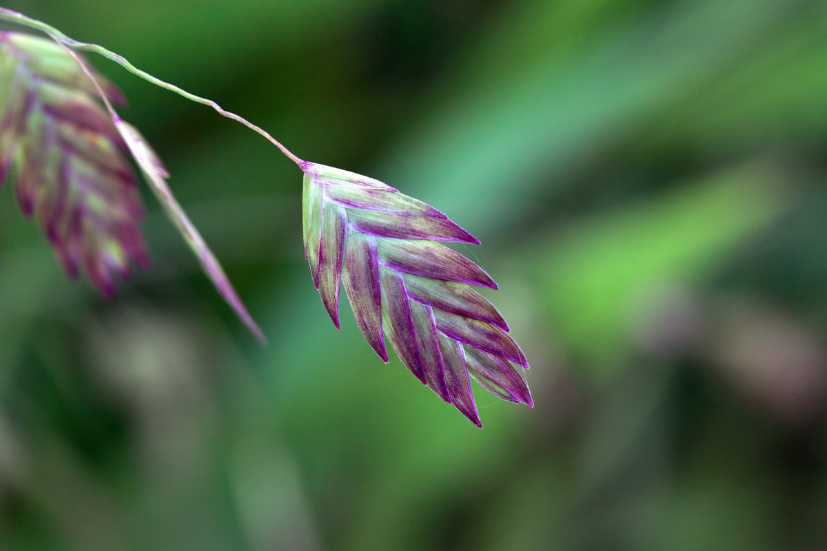 River Oats Seeds – (Northern Sea Oats / Inland Oats) Ornamental Uniola Latifolia Grass – photo 5