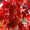 Emperor Japanese Maple