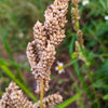 Japanese Millet Seeds – Billion Dollar Grass Grain Echinochloa Frumentacea – photo 2
