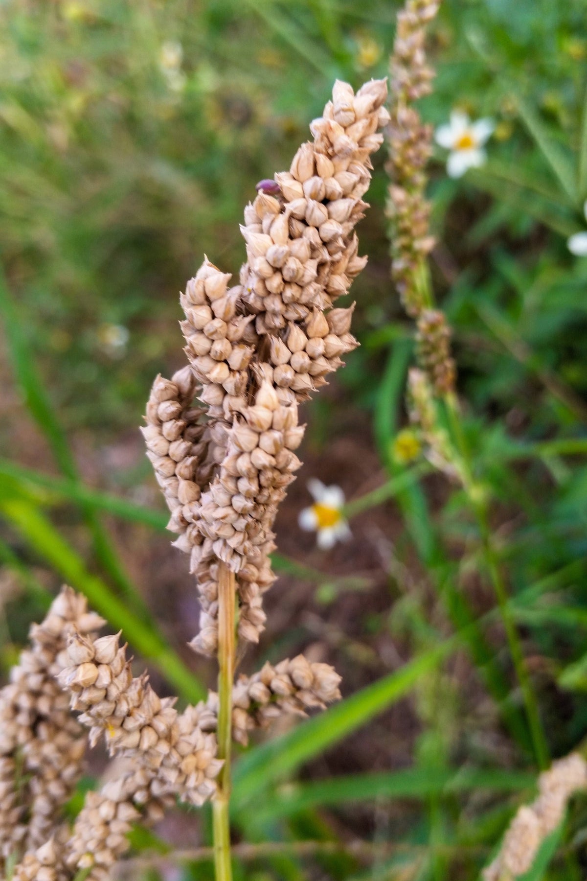 Japanese Millet Seeds – Billion Dollar Grass Grain Echinochloa Frumentacea – photo 2