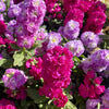 50 MIXED COLORS STOCK Matthiola Incana Ten-Week Gillyflower Blue White Pink Red Purple Seeds