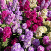 50 MIXED COLORS STOCK Matthiola Incana Ten-Week Gillyflower Blue White Pink Red Purple Seeds