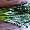 Emerald Catalogna Endive Seeds – Italian Chicory Cichorium Endivia – photo 6