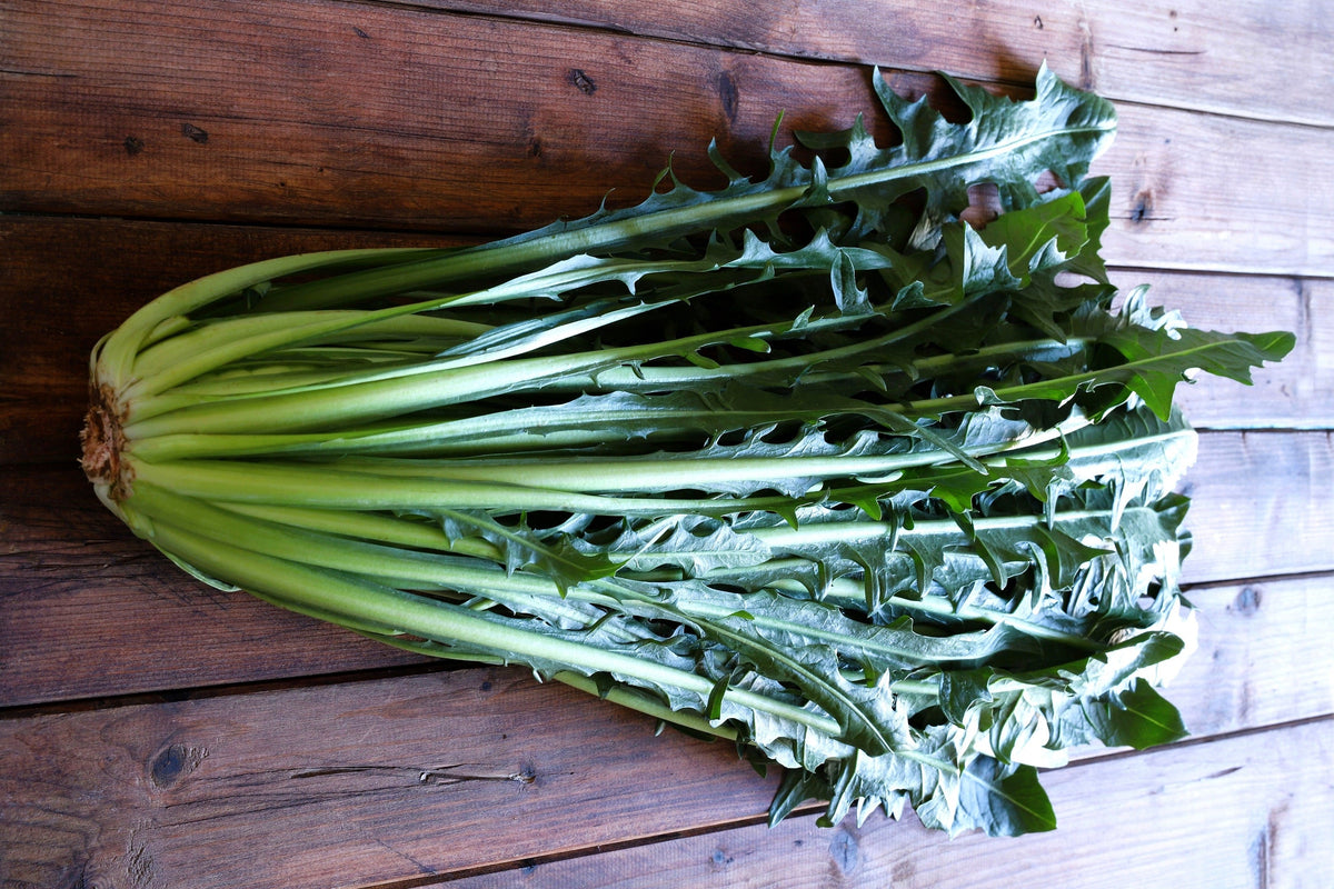Emerald Catalogna Endive Seeds – Italian Chicory Cichorium Endivia – photo 6