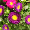 Powder Puff Aster Seeds – Mix Callistephus Chinensis Flower – photo 11