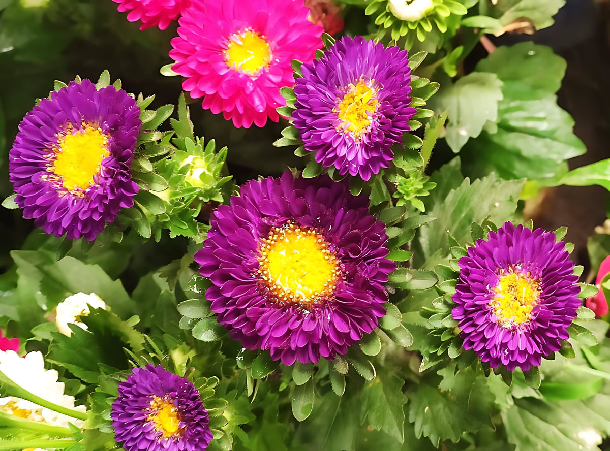 Powder Puff Aster Seeds – Mix Callistephus Chinensis Flower – photo 11