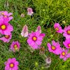Pink Cosmos Radiance Seeds – Bipinnatus Flower