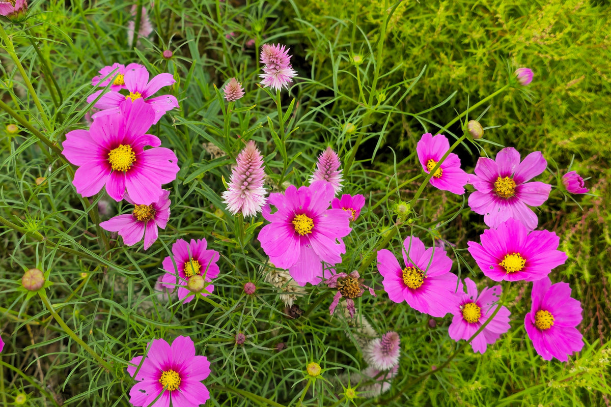 Pink Cosmos Radiance Seeds – Bipinnatus Flower