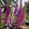 Foxglove Excelsior Mix Seeds – Digitalis Purpurea Mixed Colors Flower – photo 13