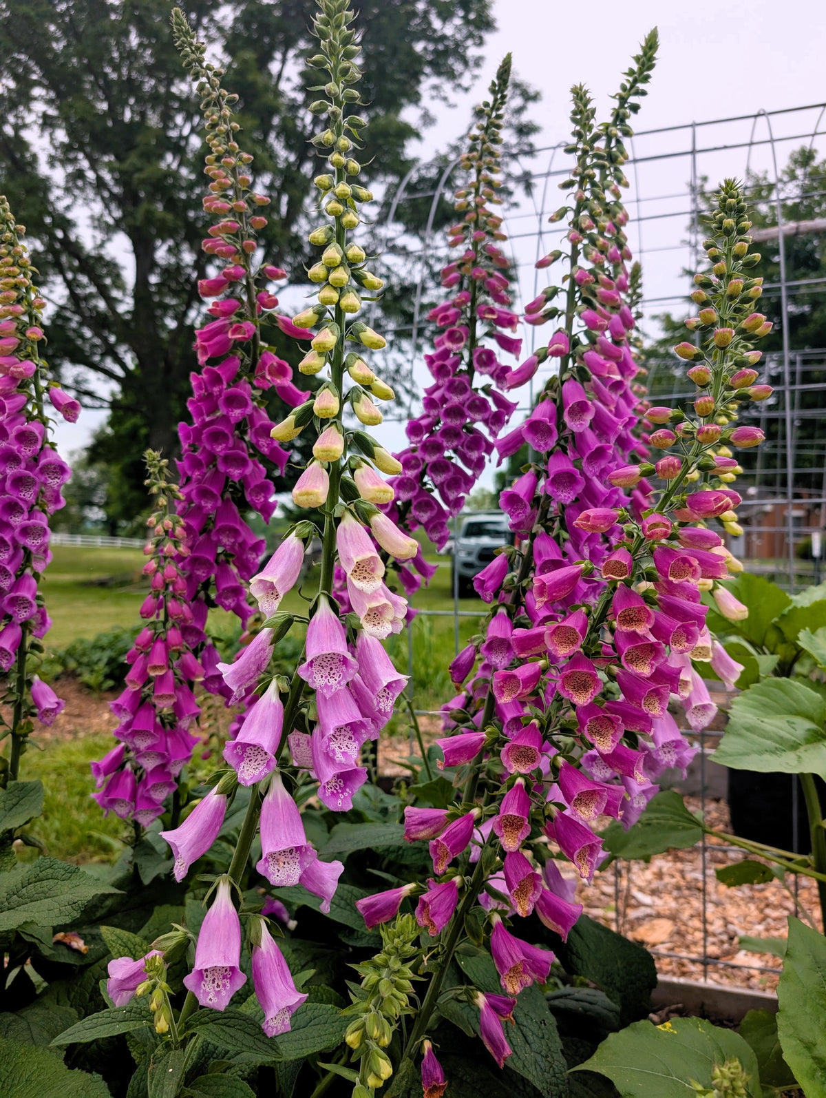 Foxglove Excelsior Mix Seeds – Digitalis Purpurea Mixed Colors Flower – photo 13