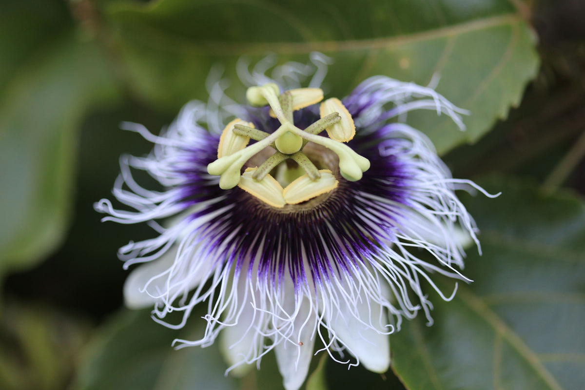 Yellow Passion Fruit Seeds – Vine Passiflora Edulis Flavicarpa Golden Passionfruit Purple & White Flower – photo 7