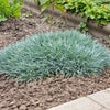 Cottage Pinks Seeds – (Garden, Laced, or Feathered Pink) Dianthus Plumarius Flower – photo 15