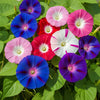 Mixed Colors Morning Glory Seeds – Ipomoea Purpurea Vine Flower – photo 4