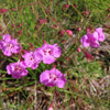 False Slenderleaf Foxglove Seeds – Purple Gerardia Agalinis Tenuifolia Flower – photo 3