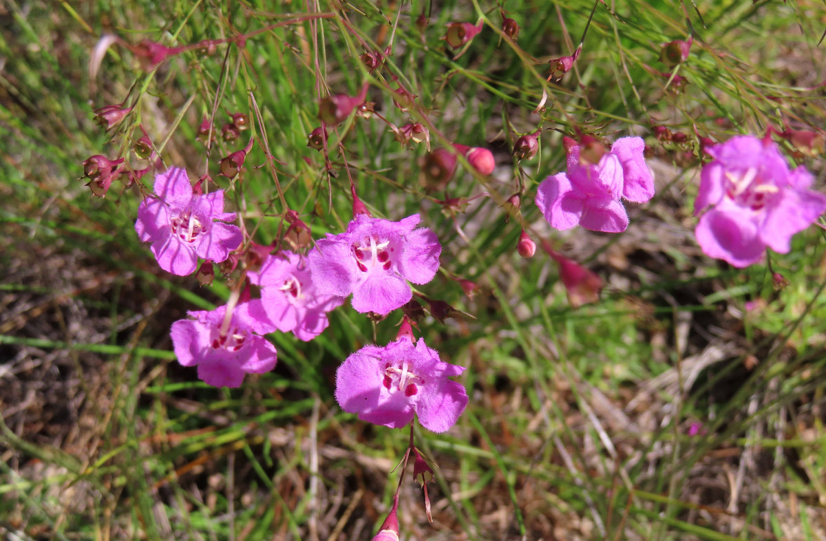 False Slenderleaf Foxglove Seeds – Purple Gerardia Agalinis Tenuifolia Flower – photo 3