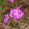 False Slenderleaf Foxglove Seeds – Purple Gerardia Agalinis Tenuifolia Flower – photo 4