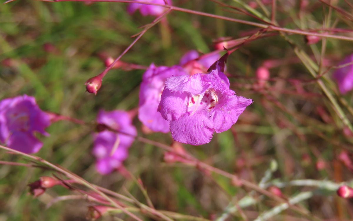 False Slenderleaf Foxglove Seeds – Purple Gerardia Agalinis Tenuifolia Flower – photo 4