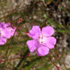 False Slenderleaf Foxglove Seeds – Purple Gerardia Agalinis Tenuifolia Flower – photo 5