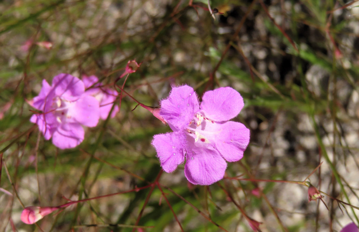 False Slenderleaf Foxglove Seeds – Purple Gerardia Agalinis Tenuifolia Flower – photo 5