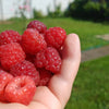 Red Raspberry Seeds – Rubus Idaeus Fruit Bush Vine – photo 3