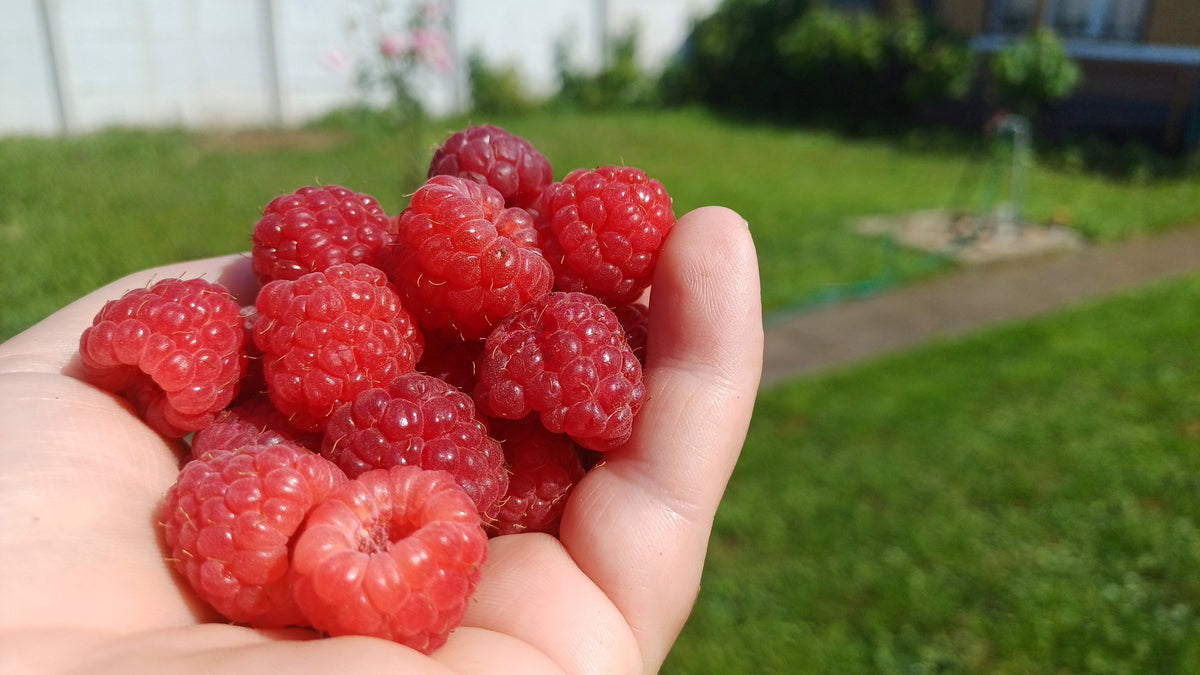 Red Raspberry Seeds – Rubus Idaeus Fruit Bush Vine – photo 3